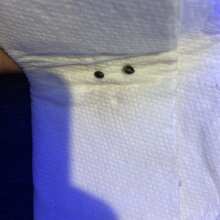 Image de révision - Gorilla Bomb Feminised Seeds