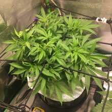 Review Image - Indica Cream (Kreamy Karamel) Feminised Seeds