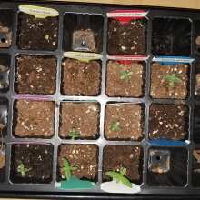 Review Image - God Bud CBD Regular Seeds - 12