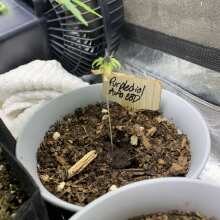 Überprüfen Sie das Bild - Purplediol CBD Auto Feminised Seeds