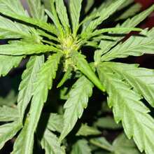 Überprüfen Sie das Bild - Californian Snow Auto Feminised Seeds