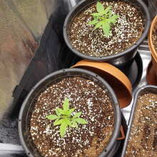 Review Image - Alaskan Purple Auto Feminised Seeds