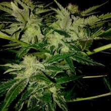 Image de révision - Kandy Kush Feminised Seeds