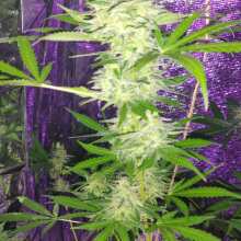 Review Image - Sweet Critical Auto Feminised Seeds - 5