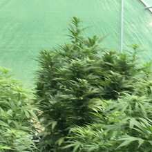 Image de révision - 60 Day Wonder Auto Feminised Seeds