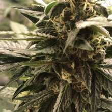 Review Image - Blueberry Auto Feminised Seeds