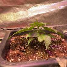 Review Image - Orange Sherbet Auto Feminised Seeds