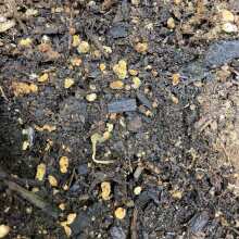 Image de révision - Kushberry Feminised Seeds