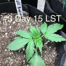 Review Image - Californian Snow Auto Feminised Seeds