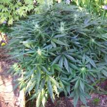 Review Image - Girl Scout Cookies Auto Feminised Seeds