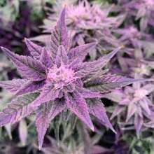 Review Image - Blackberry Auto Feminised Seeds