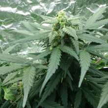 Review Image - Royal Haze Auto Feminised Seeds