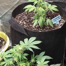 Review Image - Strawberry Cheesecake Auto Feminised Seeds