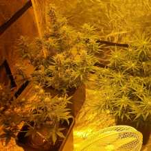 Review Image - Collection #5 Auto Feminised Seeds - 6