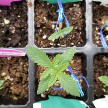 Review Image - God Bud CBD Regular Seeds - 12