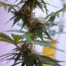 Review Image - Northern Lights Auto Feminised Seeds