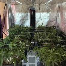 Review Image - Gelato-K Feminised Seeds