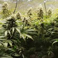 Review Image - Northern Lights Auto Feminised Seeds