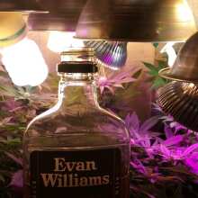 Review Image - Alaskan Purple Feminised Seeds