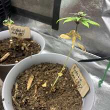 Überprüfen Sie das Bild - Purplediol CBD Auto Feminised Seeds