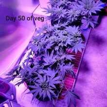 Review Image - Kosher Sorbet Feminised Seeds (Sorbet Collection)