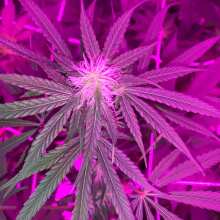 Review Image - Original Berry Feminised Seeds