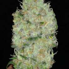 Review Image - Afghan Mass XXL Auto Feminised Seeds - 5