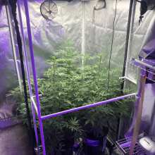 Review Image - Pineapple Express Auto Feminised Seeds