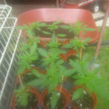 Review Image - Fresh Candy Auto Feminised Seeds