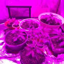 Review Image - Sensi Skunk Regular Seeds - 10