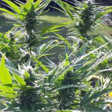 Review Image - Peyote Gorilla Feminised Seeds