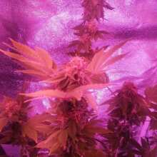 Review Image - Girl Scout Cookies Feminised Seeds