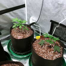 Review Image - Green Crack Feminised Seeds