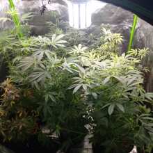 Überprüfen Sie das Bild - 00 Skunk Feminised Seeds