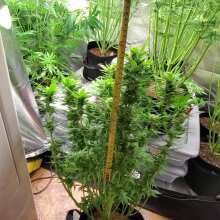 Review Image - Quick One Auto Feminised Seeds