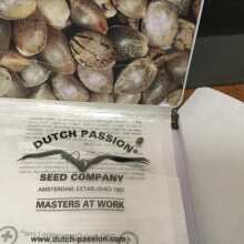 Image de révision - Compassion Lime CBD Auto Feminised Seeds