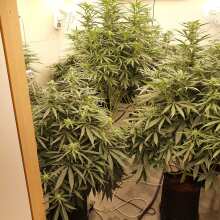 Review Image - Glookies Feminised Seeds