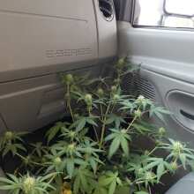 Review Image - Rhino Ryder Auto Feminised Seeds