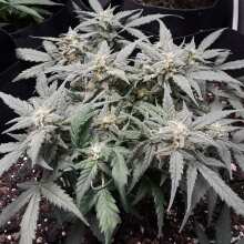 Review Image - Mexican Airlines Auto Feminised Seeds