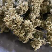 Review Image - Grape Walker Kush Auto Feminised Seeds