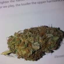 Review Image - Critical Purple Kush Feminised Seeds