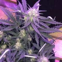 Review Image - Glue Auto Feminised Seeds (formerly Gorilla Glue)