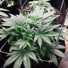 Review Image - Cookies Gelato Feminised Seeds