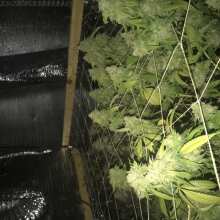 Image de révision - Sapphire OG Feminised Seeds