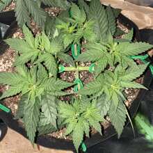 Review Image - Blue Cheese Feminised Seeds