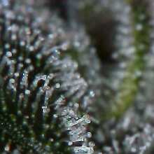 Überprüfen Sie das Bild - West Coast O.G. Auto Feminised Seeds