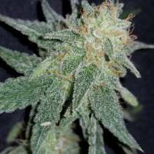 Review Image - Pineapple Kush Feminised Seeds