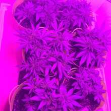 Review Image - Blueberry Feminised Seeds