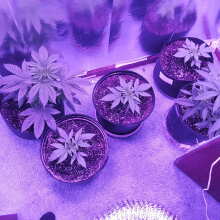 Review Image - Good Shit Feminised Seeds