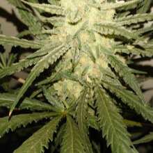 Review Image - Green Gummy Feminised Seeds